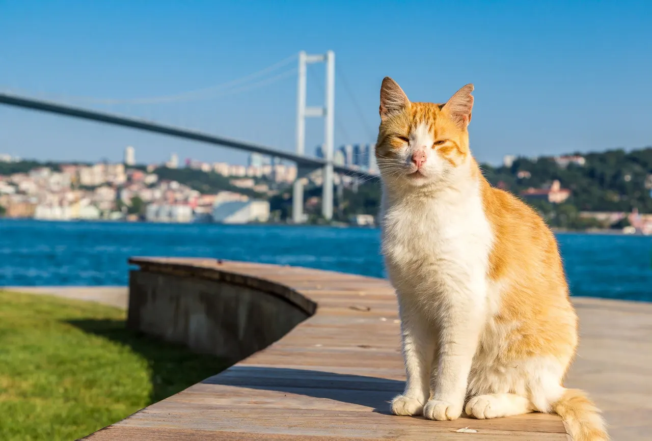Interesting facts about the Istanbul cats that have captivated the world